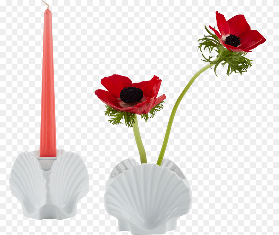 Poppy, Anemone, Flower, Flower Arrangement, Plant Png Image