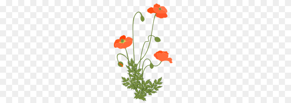 Poppy Flower, Plant, Geranium, Anemone Free Transparent Png
