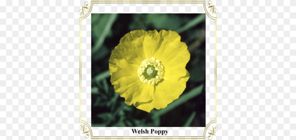 Poppy, Flower, Plant, Anther, Pollen Png