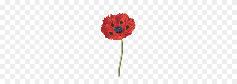 Poppy Flower, Plant Free Transparent Png