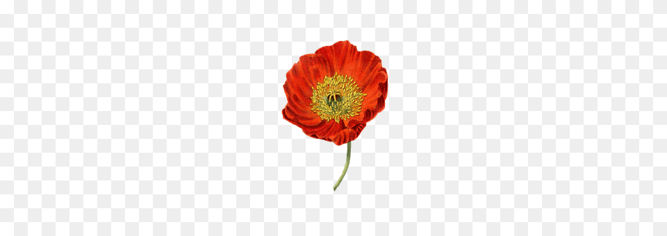 Poppy Anther, Flower, Plant, Anemone Free Png Download