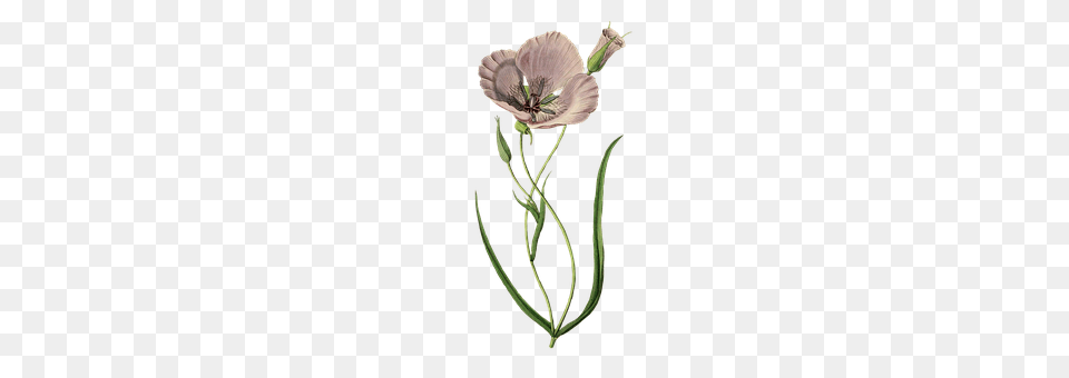 Poppy Anther, Flower, Plant, Flax Free Png