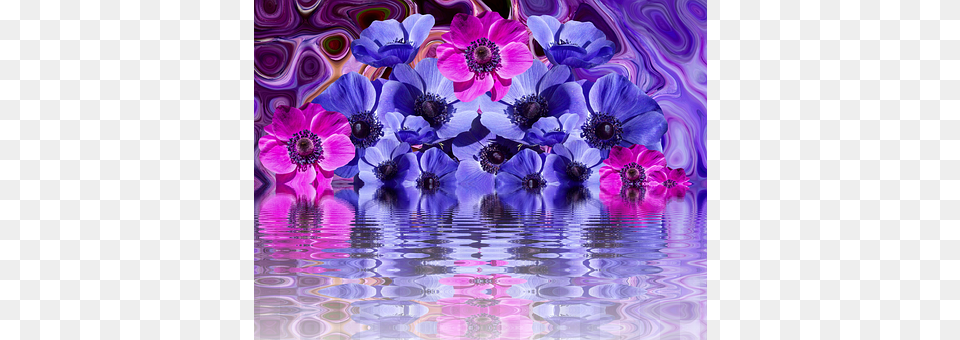 Poppy Anemone, Purple, Flower, Plant Png Image