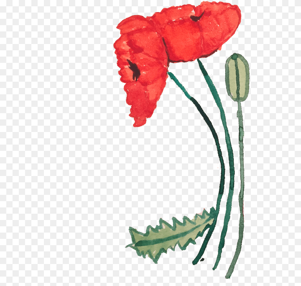 Poppy, Flower, Plant, Carnation Free Png Download