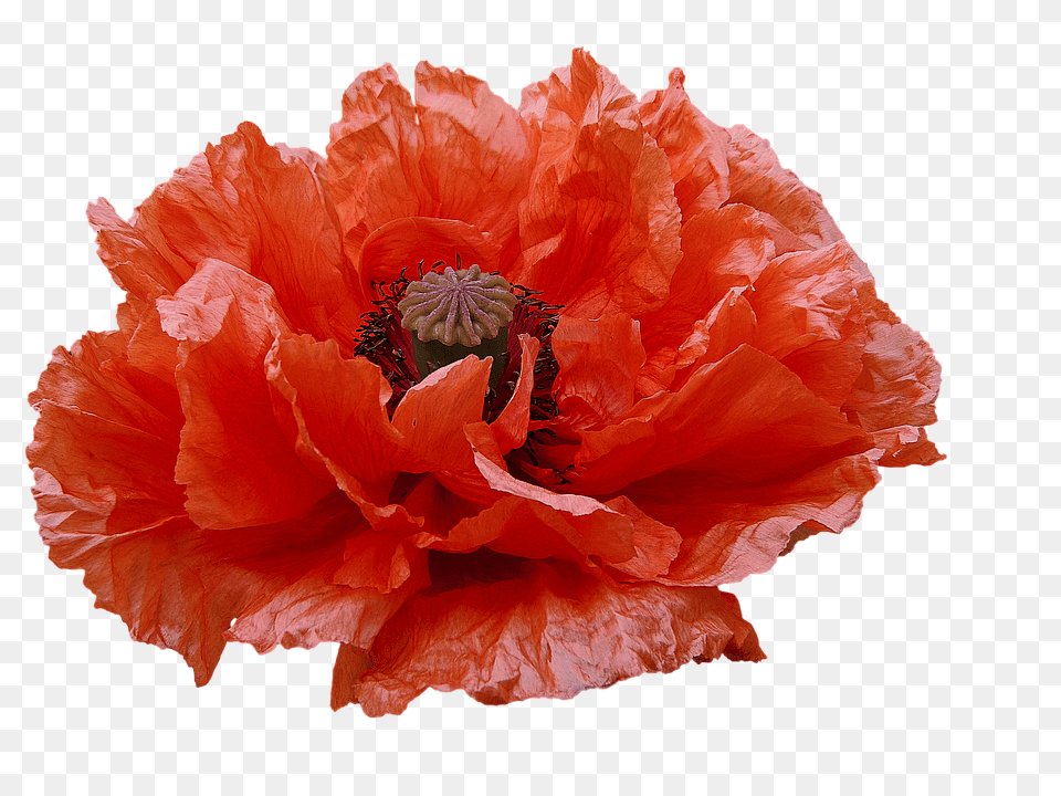 Poppy Flower, Plant, Rose Free Png Download