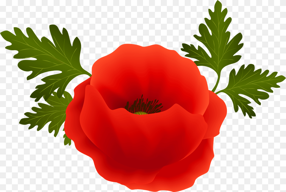 Poppy, Flower, Plant, Geranium, Rose Free Transparent Png