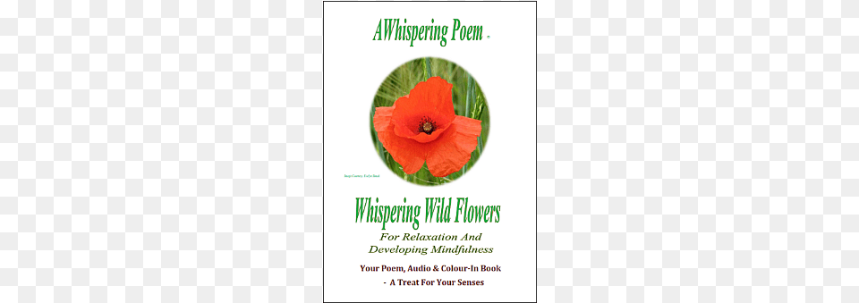 Poppy, Flower, Plant, Advertisement, Poster Free Png Download