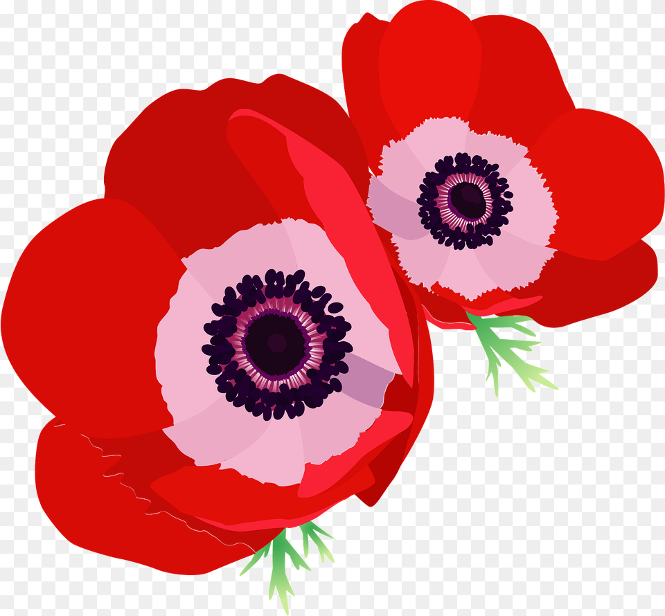 Poppy Anemone Flower Clipart, Plant Free Transparent Png