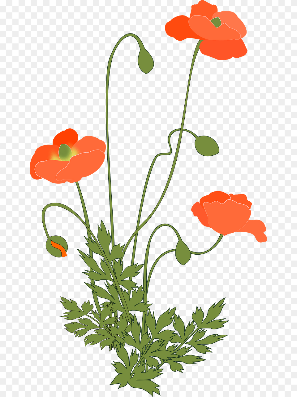 Poppy Clipart, Flower, Plant, Art, Floral Design Png