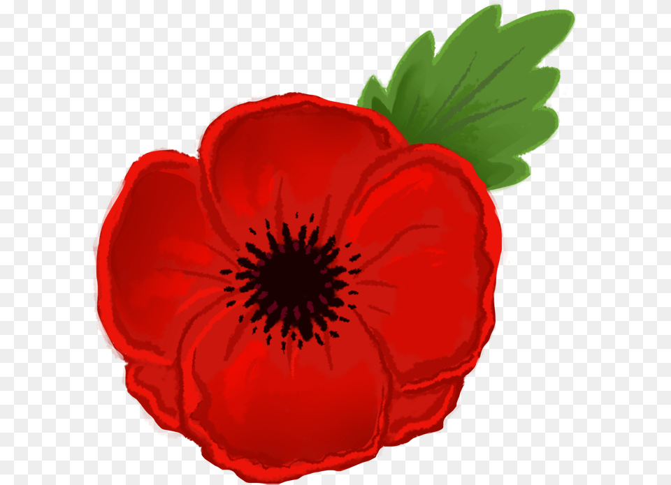 Poppy Clipart Anzac Poppy Flower Drawing, Anemone, Plant, Rose, Petal Png