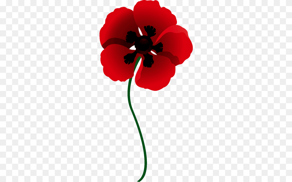 Poppy Clipart Red Poppy, Flower, Plant, Petal, Baby Free Png