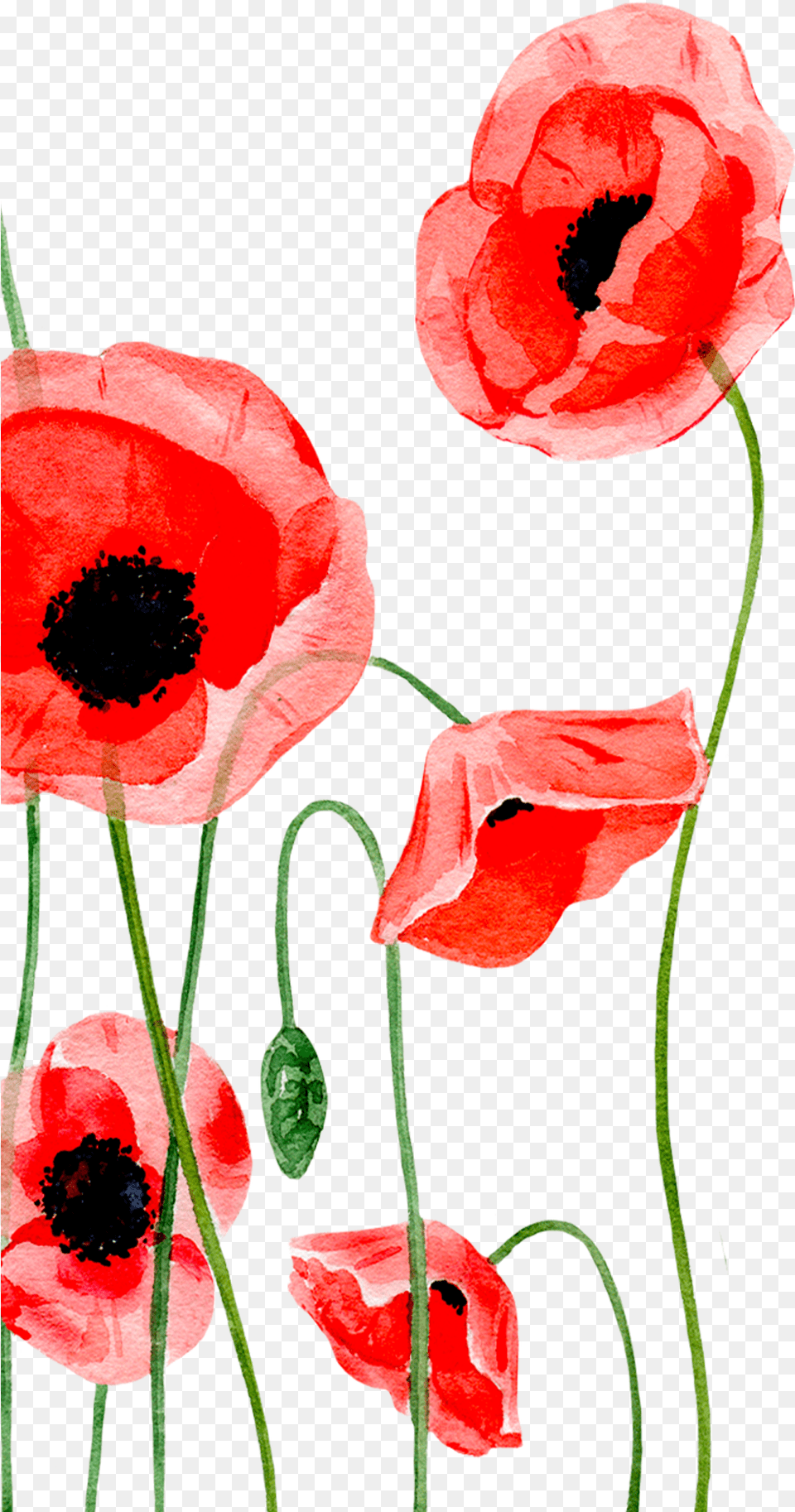 Poppy Clipart Single Picture Iphone Wallpaper Poppy Flower, Plant, Rose Free Png Download