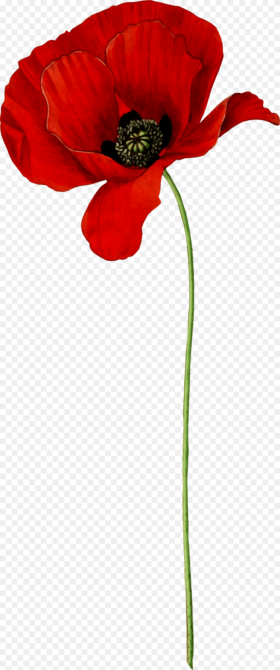 Poppy Clipart Transparent Background Poppy Flower Transparent, Plant, Anemone Png Image