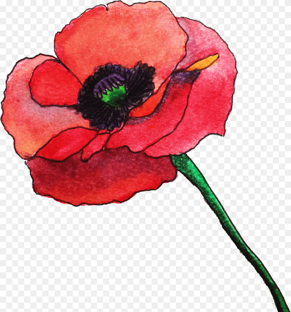 Poppy Clipart Watercolor Poppies, Flower, Plant, Rose, Anemone Png Image