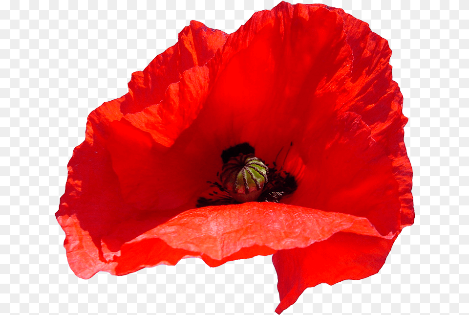 Poppy Coquelicot, Flower, Plant, Rose Png Image