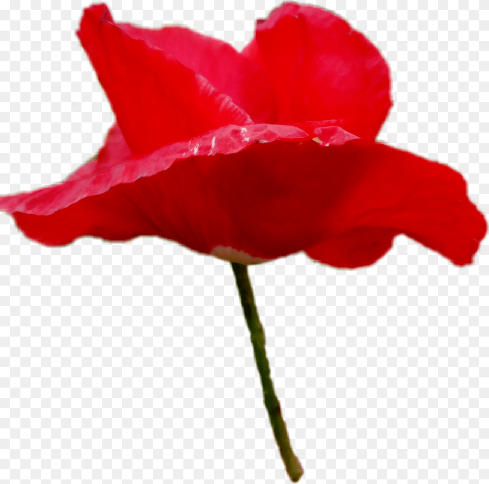 Poppy Coquelicot Flower Fleur Red Rouge, Petal, Plant, Rose, Geranium Png Image