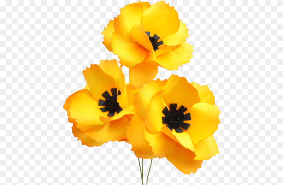 Poppy Family, Anther, Flower, Petal, Plant Png