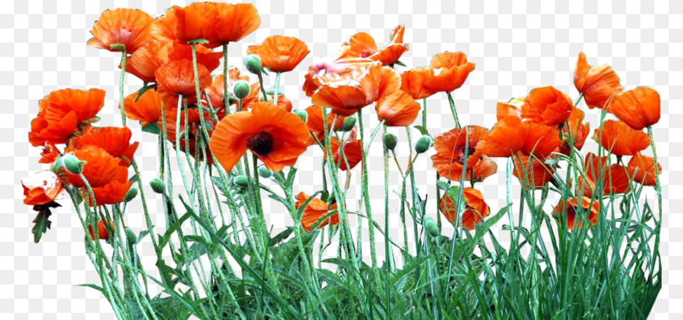 Poppy Field Poppies, Flower, Plant, Petal Free Png Download