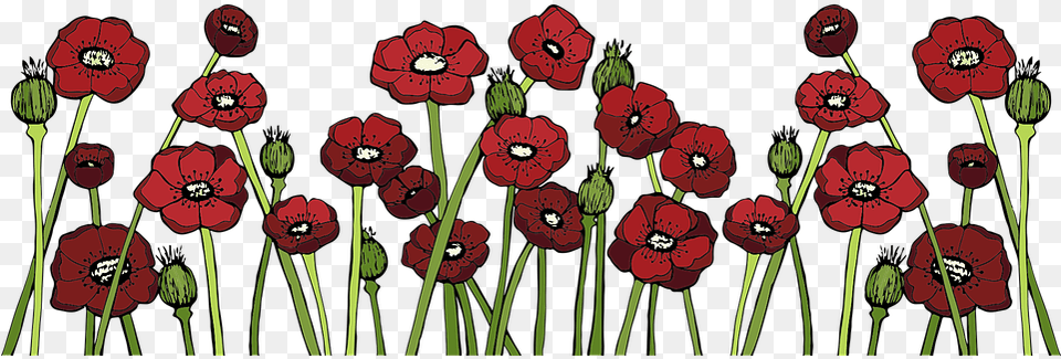 Poppy Fields Flower Red Vector Graphic On Pixabay Poppy, Plant, Geranium, Art, Pattern Png