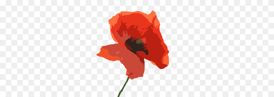 Poppy Flower Plant Free Png Download