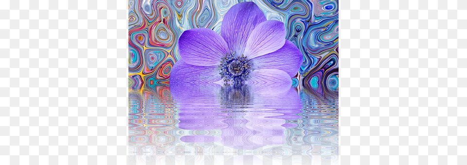 Poppy Flower Anemone, Purple, Plant, Pattern Png Image