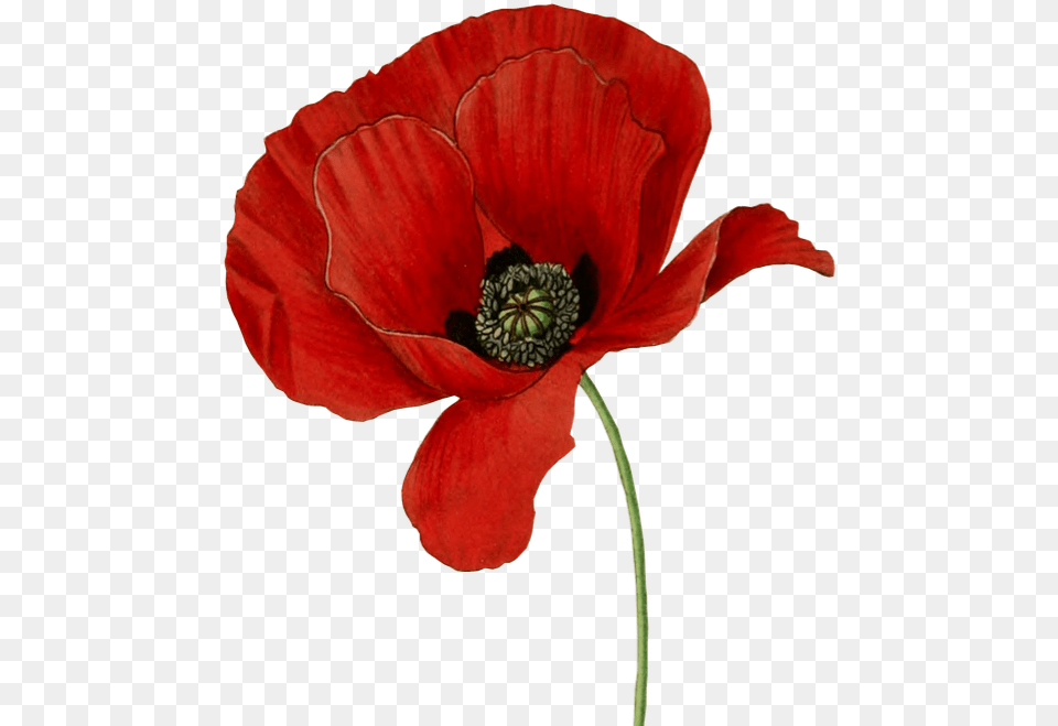 Poppy Flower, Plant, Rose, Anemone Png Image