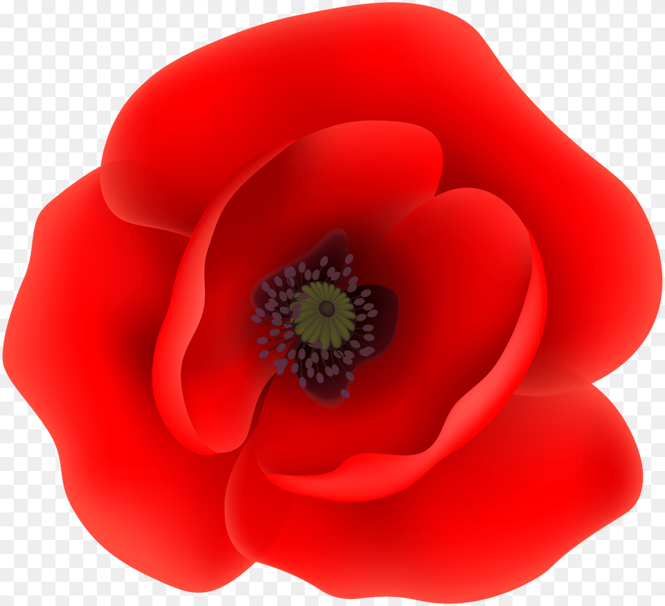 Poppy Flower Clip Art Transparent Png Image