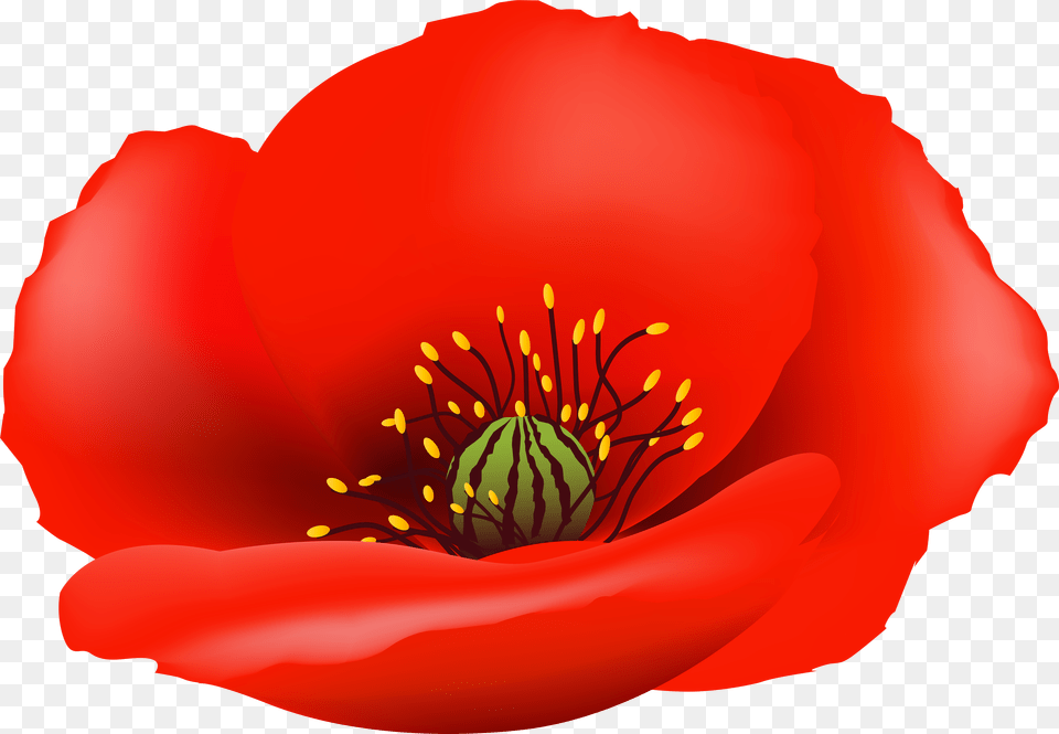 Poppy Flower Clip Transparent Background Poppy Flower, Plant, Petal, Anemone, Anther Png Image