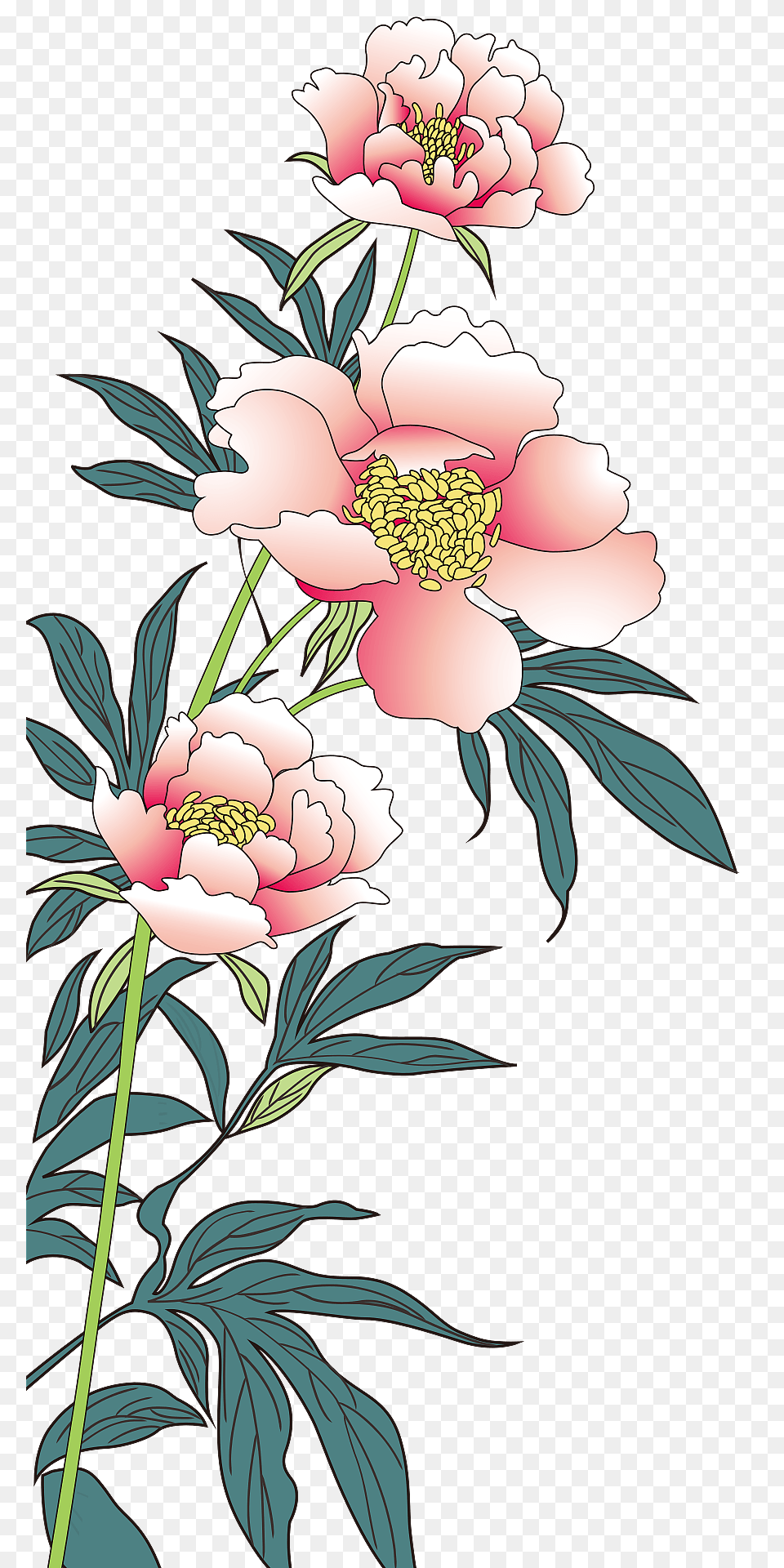 Poppy Flower Clipart, Art, Graphics, Pattern, Plant Free Transparent Png