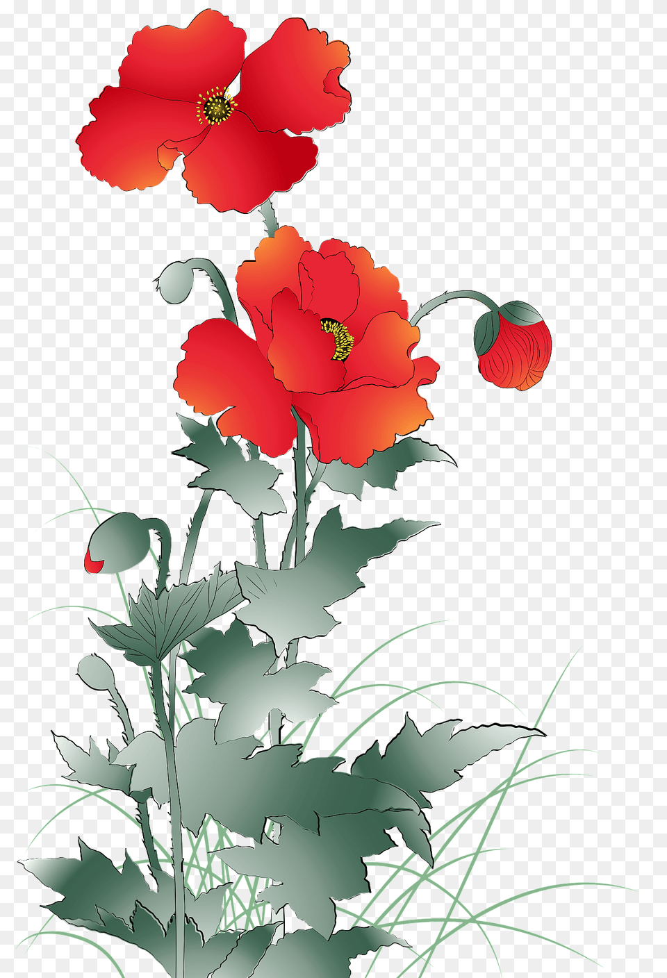 Poppy Flower Clipart, Art, Floral Design, Graphics, Pattern Free Png Download