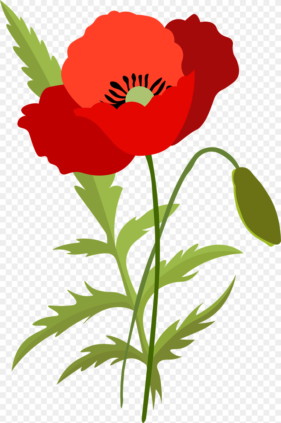 Poppy Flower Clipart, Plant, Rose, Food, Fruit Png Image
