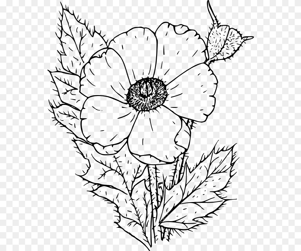 Poppy Flower Clipart Black And White Poppy Flower Black And White, Gray Free Png Download