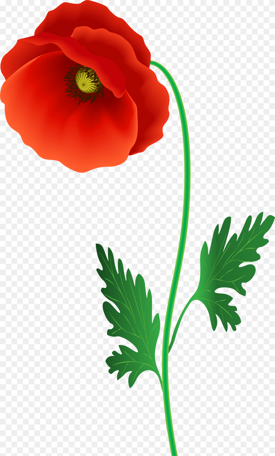 Poppy Flower Clipart Image Gallery Flowering Plant Free Transparent Png