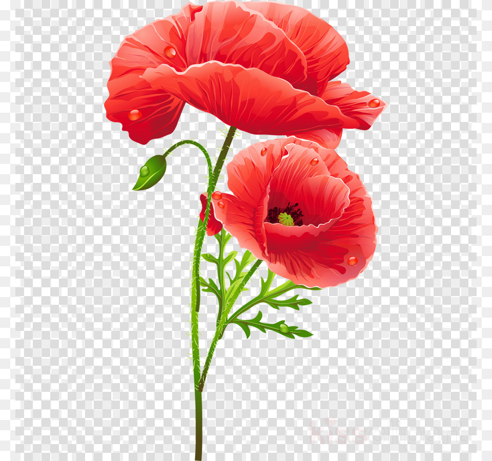 Poppy Flower Clipart Poppy Flower Vase With Red Poppies Artistic Red Poppies Throw Blanket, Plant, Rose Free Png Download