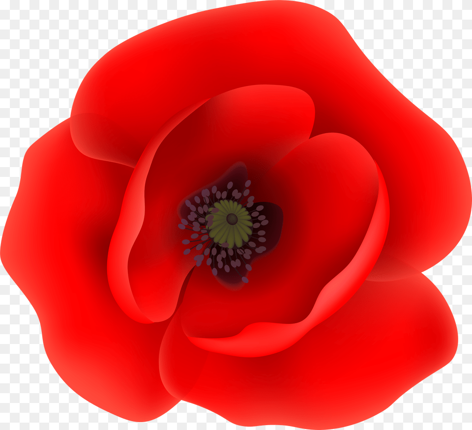 Poppy Flower Cliparts Free Png Download