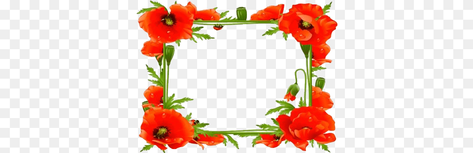 Poppy Flower Frame Transparent Poppy Frames For Facebook Profile, Plant, Anemone, Geranium, Petal Free Png