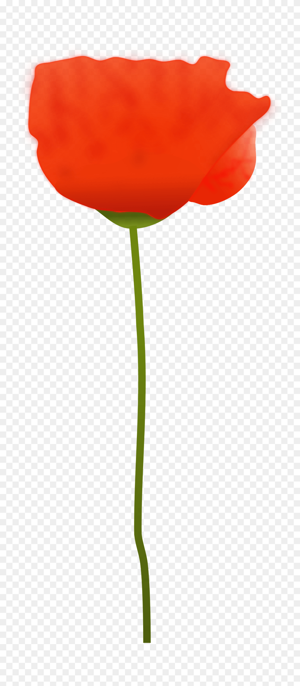 Poppy Flower Icons, Petal, Plant, Rose Png