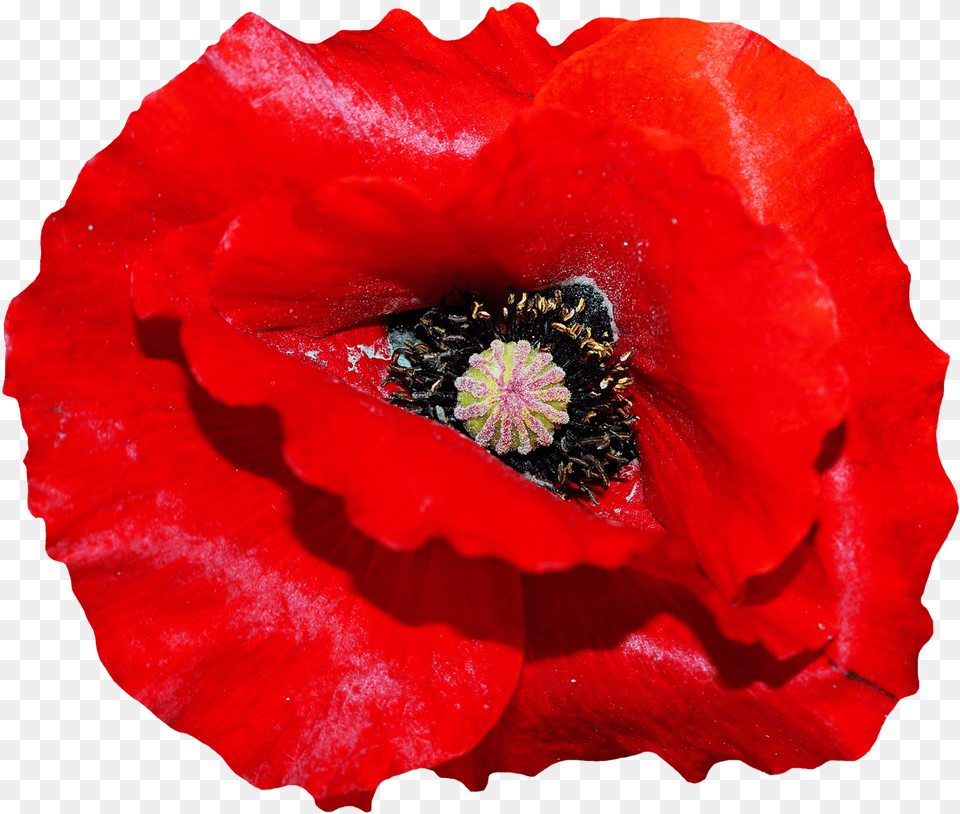 Poppy Flower For Transparent Background Poppy Flower, Plant, Rose, Pollen Png Image