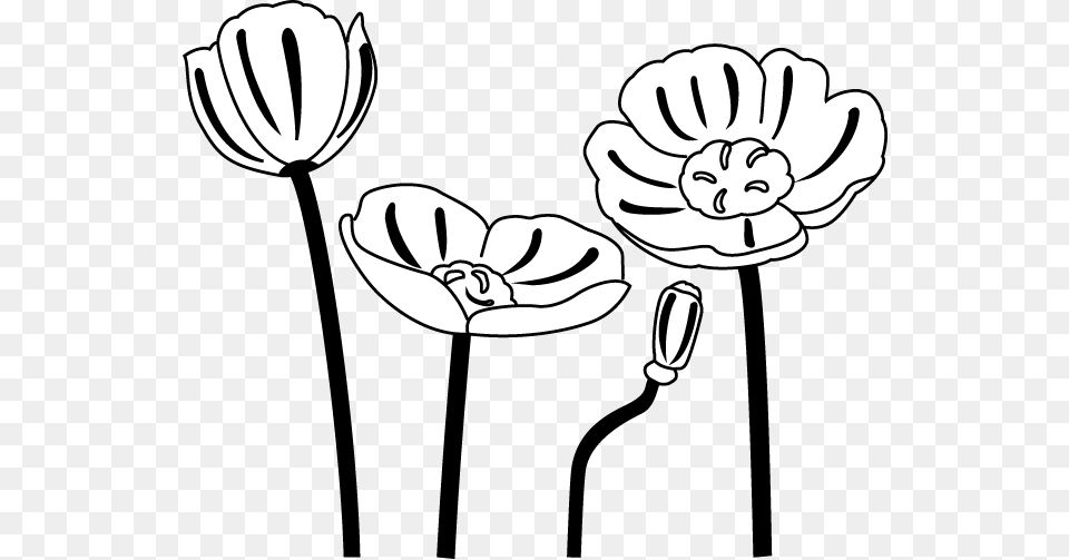 Poppy Flower Pictures Clip Art, Plant, Anther, Drawing, Petal Free Transparent Png