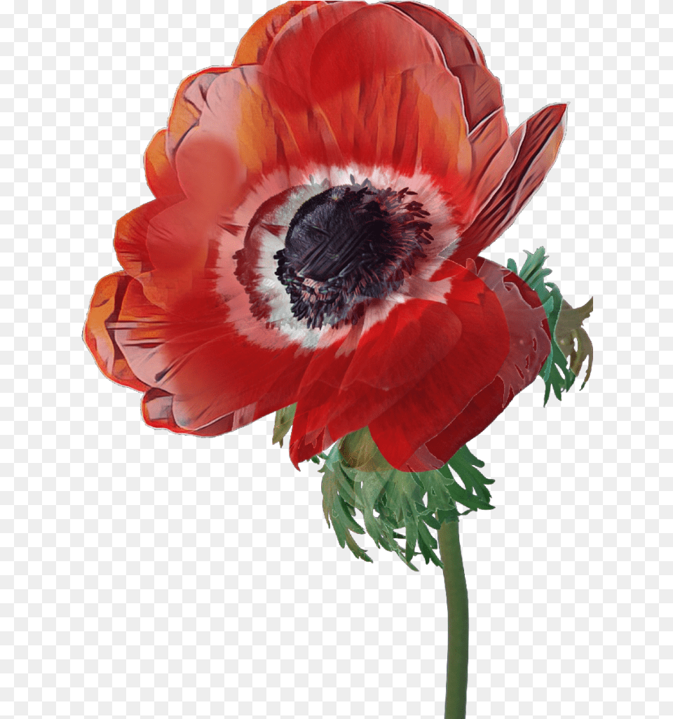 Poppy Flower Red Poppy, Anemone, Plant, Rose Free Png Download