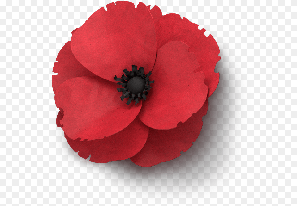 Poppy Flower Veterans Day Anzac Poppy Transparent Background, Anemone, Plant, Petal Free Png Download