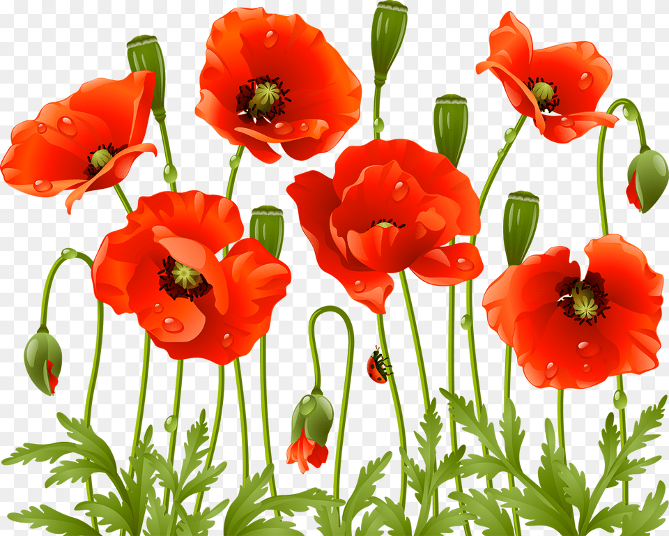 Poppy Flowers, Flower, Plant Png Image