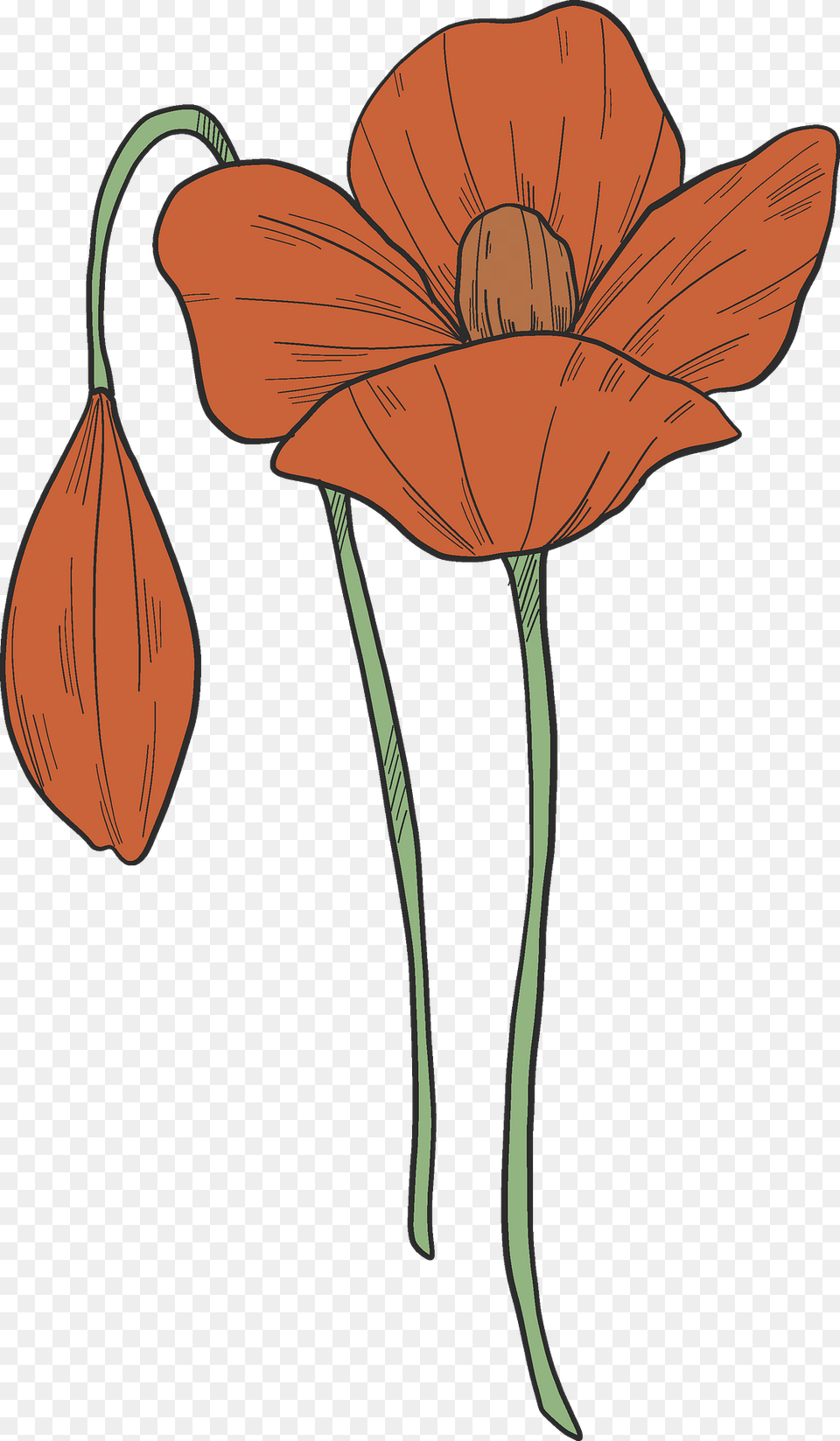Poppy Flowers Clipart, Flower, Plant, Petal Png Image