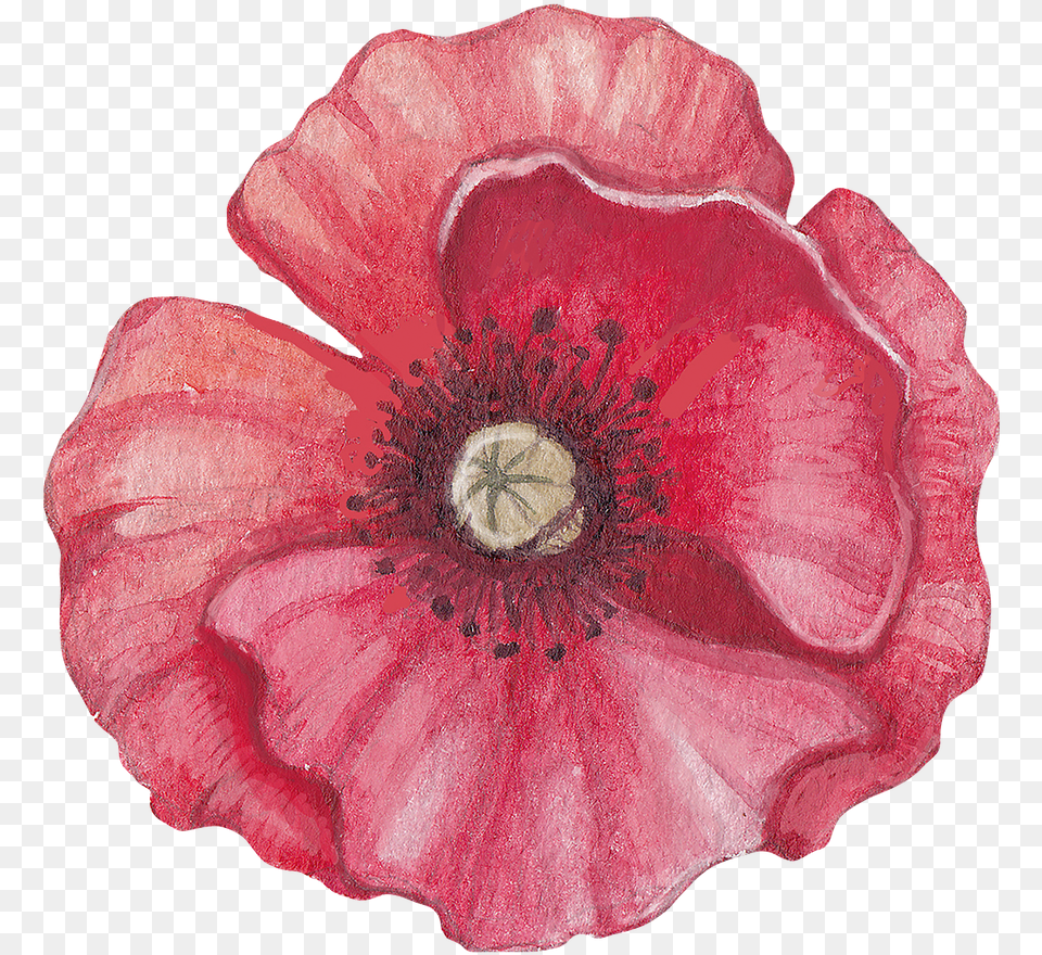 Poppy Front Illustration, Flower, Plant, Rose, Petal Free Png