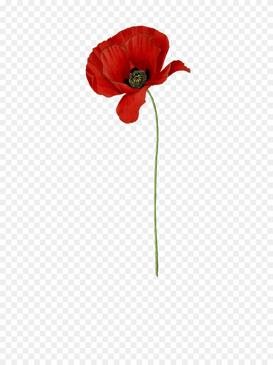 Poppy Long Stem, Flower, Plant, Petal Free Png