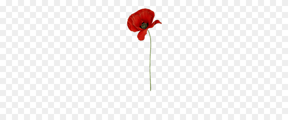 Poppy Long Stem Transparent, Flower, Plant Png