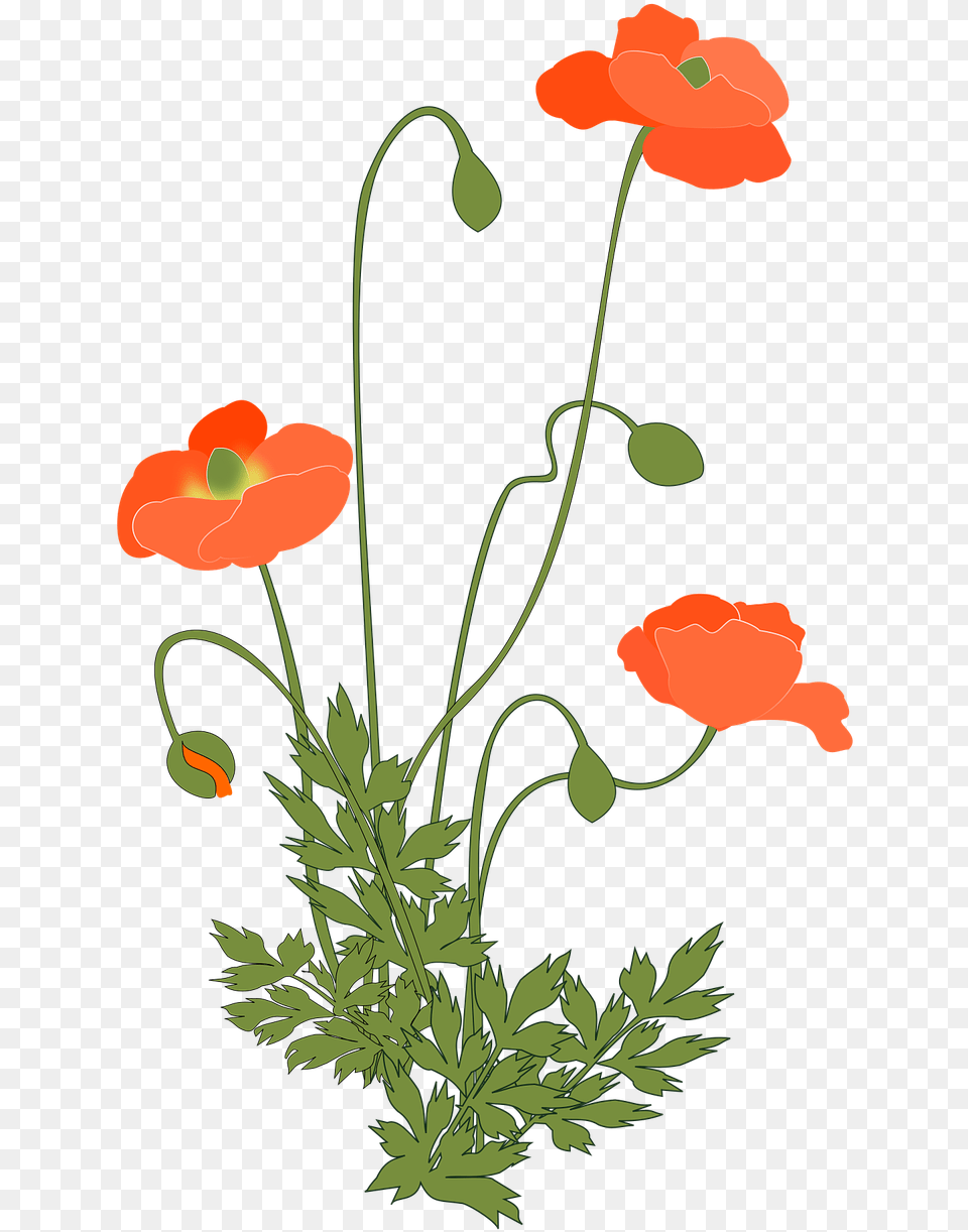 Poppy Plant, Flower, Art, Floral Design, Graphics Free Transparent Png