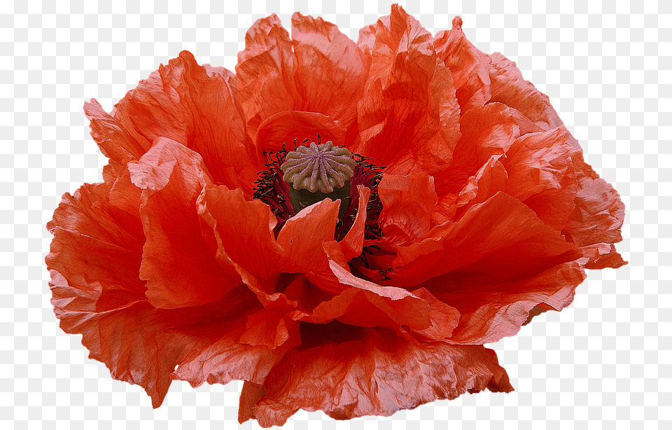 Poppy Red Flowers Transmission Flowers Fiori Rossi, Flower, Plant, Rose Png Image