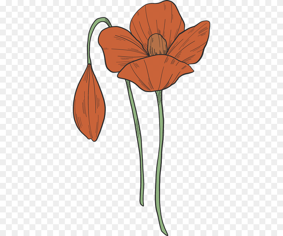 Poppy Troll, Flower, Plant, Petal Free Transparent Png