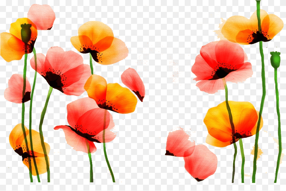 Poppy Watercolor Painting Flower Red Yellow Pintado Flores Yellow And Red Flowers Water Color, Petal, Plant, Geranium Free Png Download